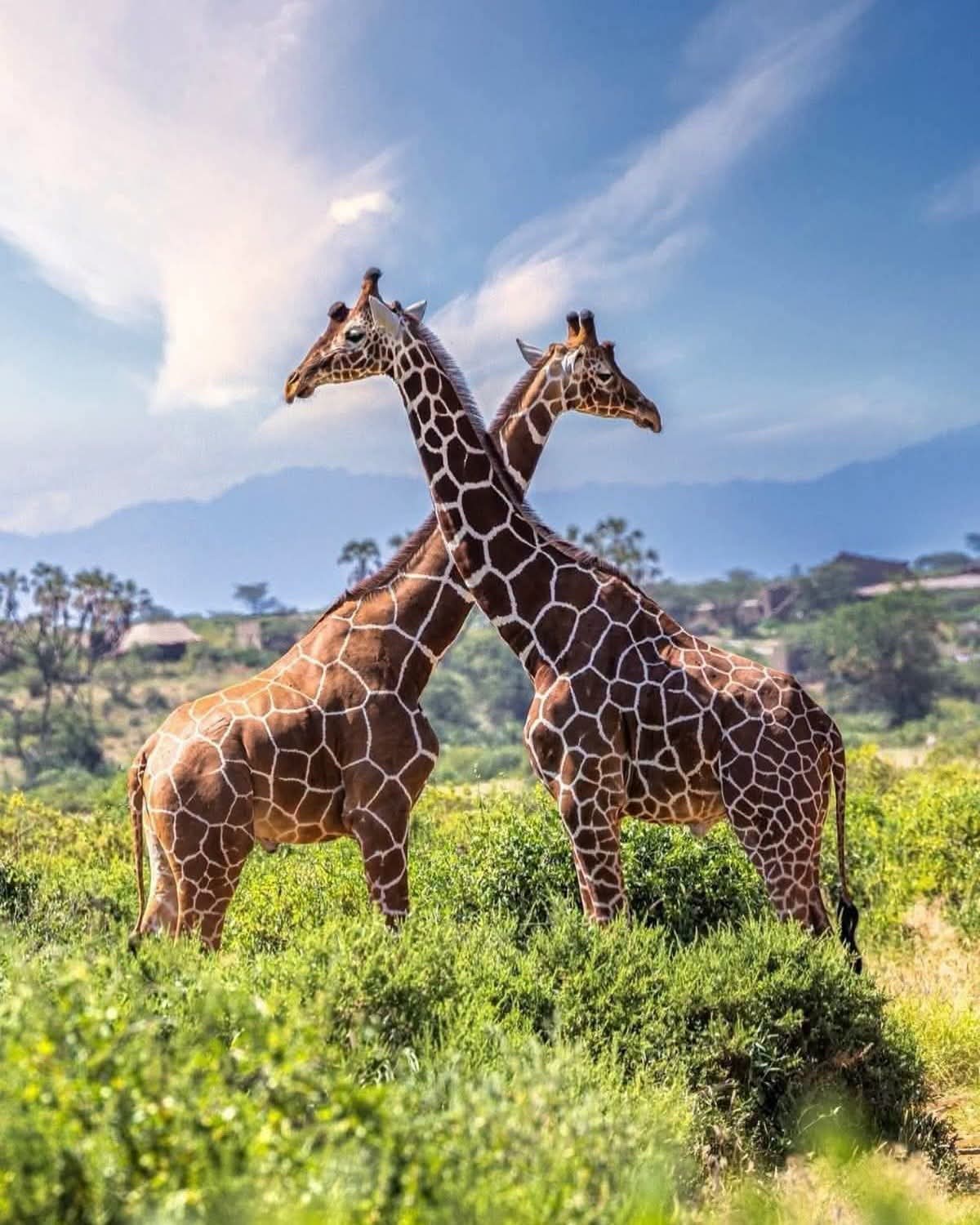 7 Day Safari in Kenya