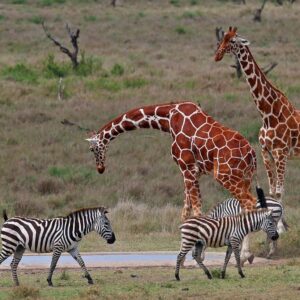 New 2 Day Maasai Mara 300x300